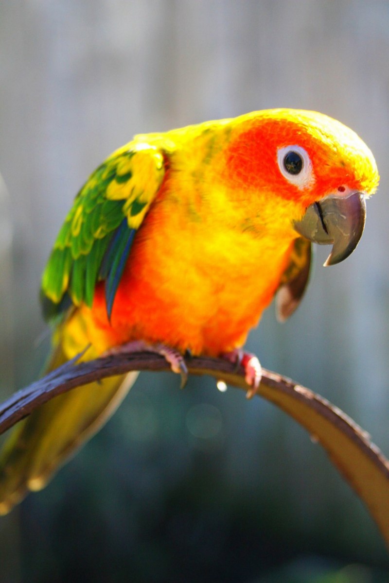 Conure попугай