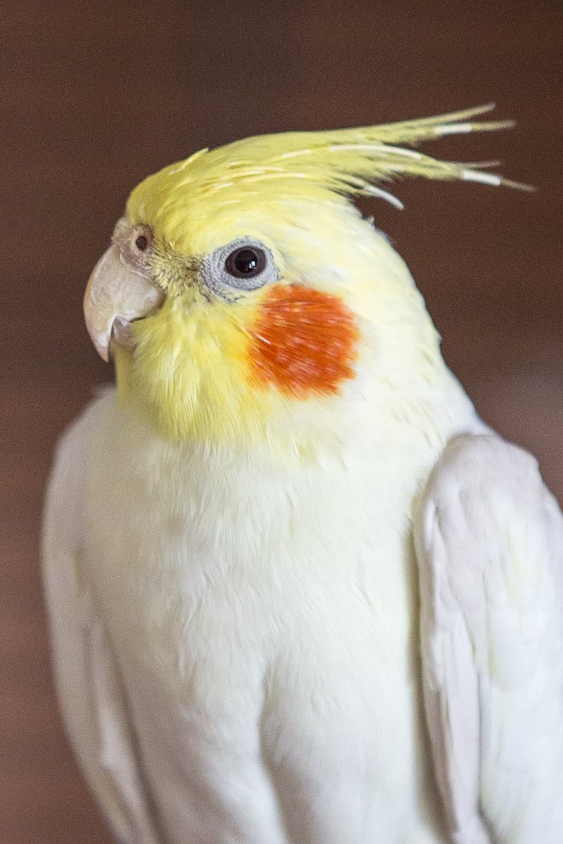 Какаду и корелла