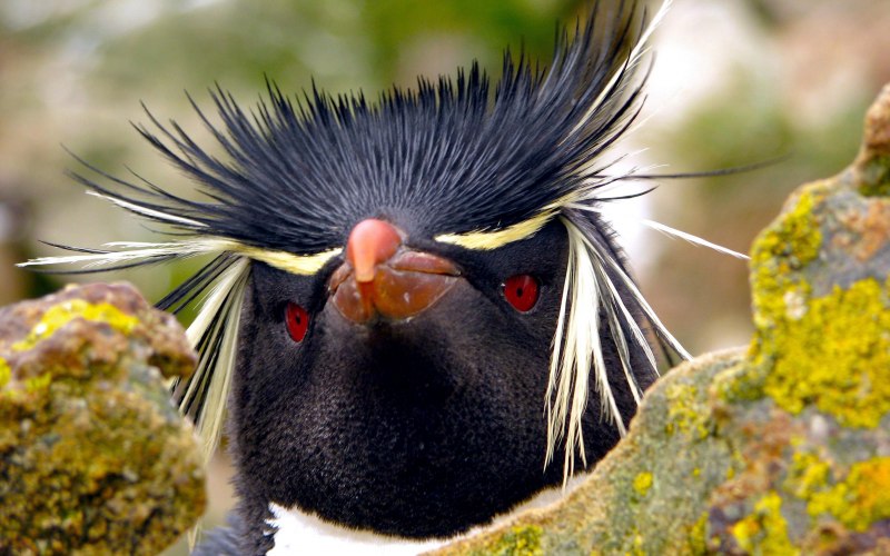 Снэрский хохлатый Пингвин (Eudyptes robustus)