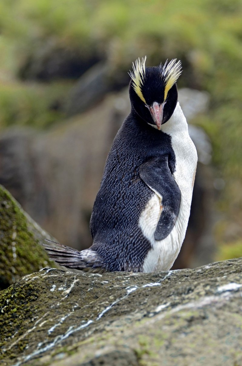 Erect Crested Пингвин