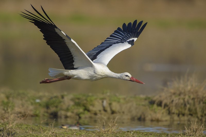 Белый Аист Ciconia Ciconia (l.)