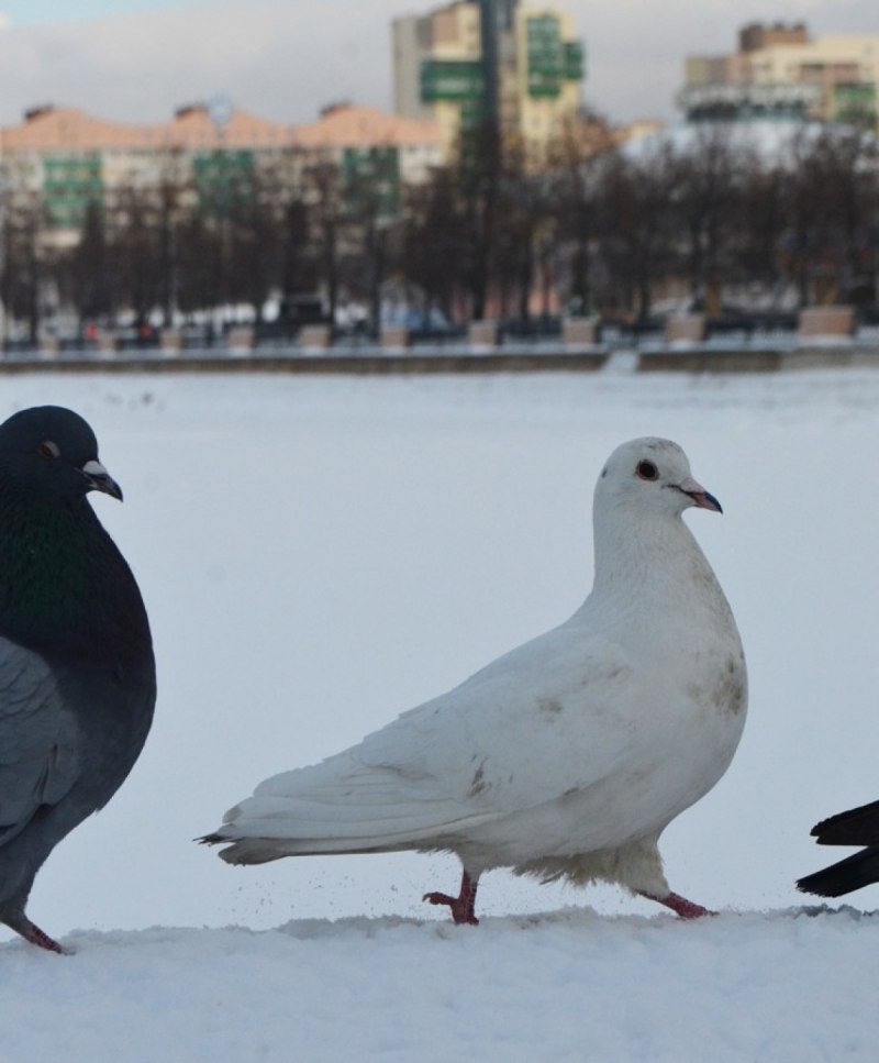 Сидячий голубь