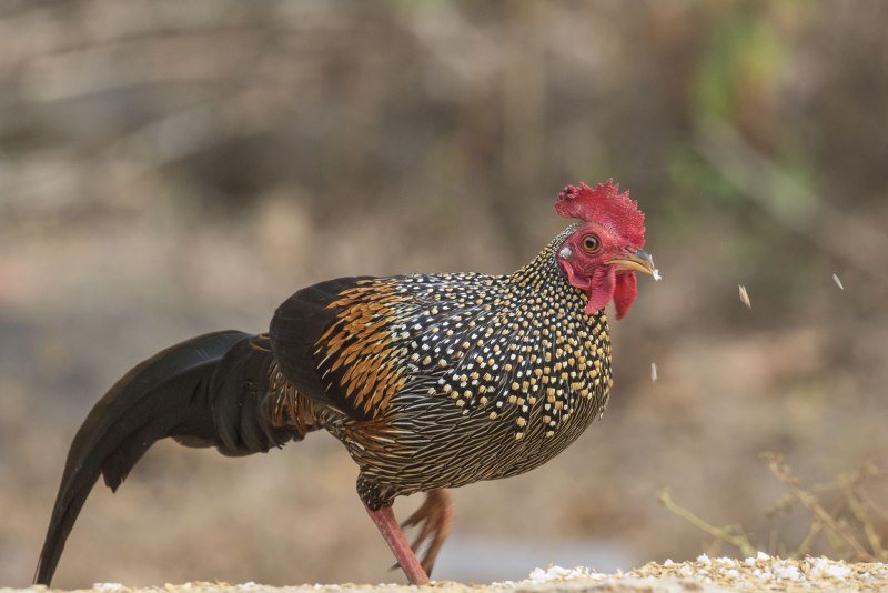 Grey junglefowl