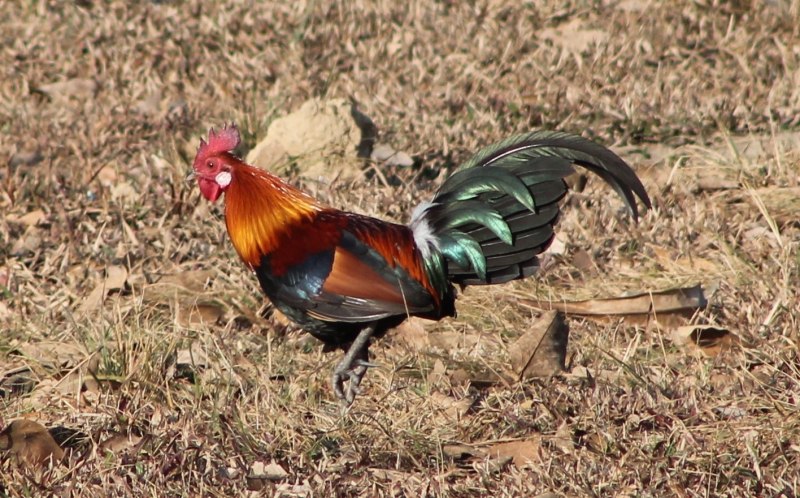Банкивские куры (Gallus Gallus).