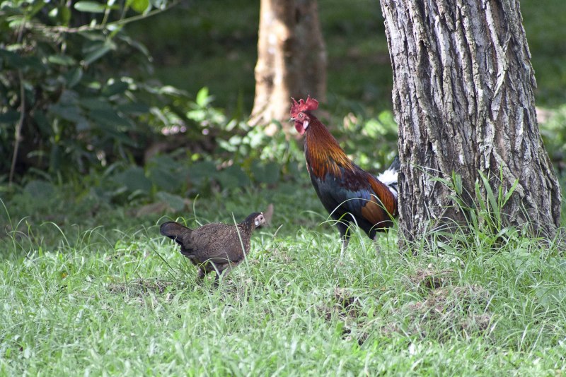The Red junglefowl Gallus Gallus