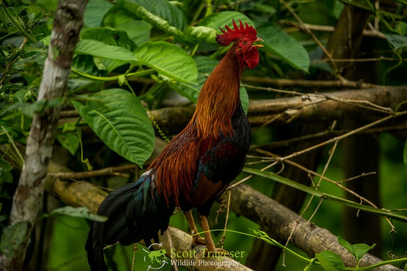 Gallus Gallus spadiceus