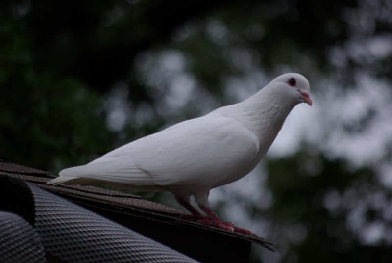 Dove голубь