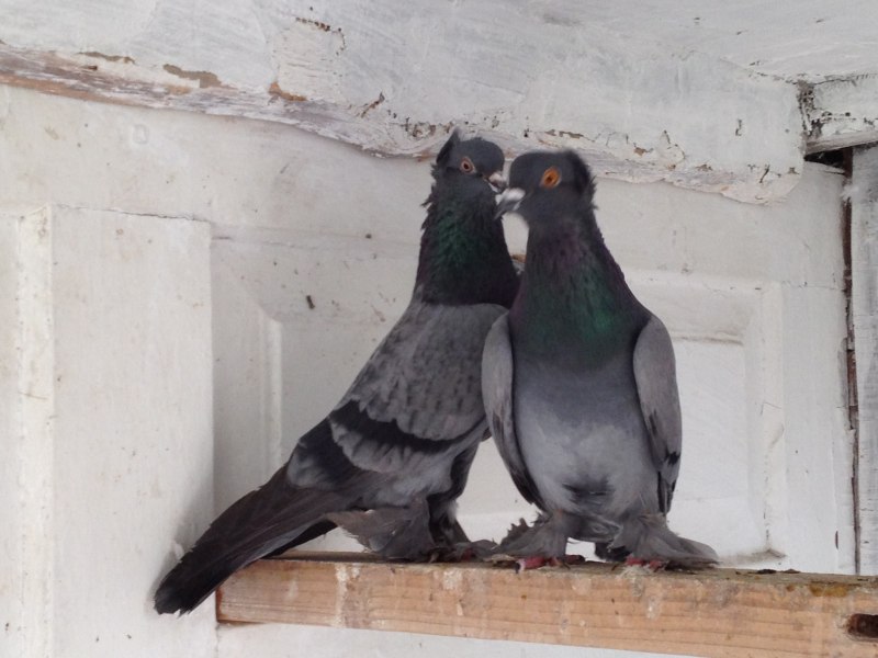 Paris Carrier Pigeons