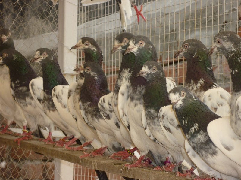 Бойные голуби косаны
