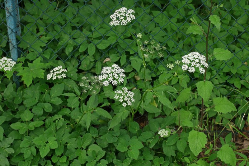 Сныть обыкновенная (Aegopodium podagraria)