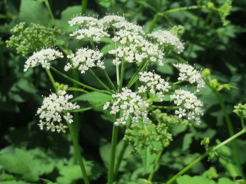 Aegopodium podagraria 'variegatum'