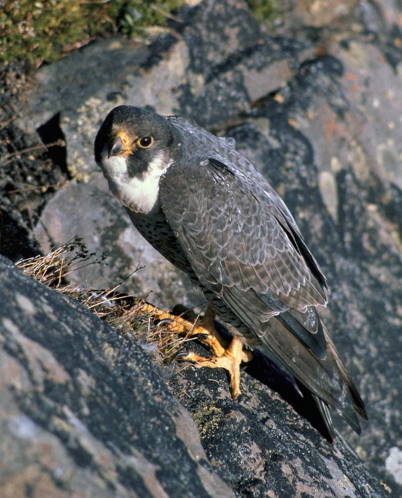 Сапсан Falco peregrinus