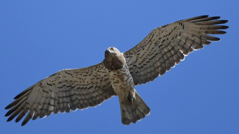 Змееяд (Circaetus gallicus (Gmelin, 1788))