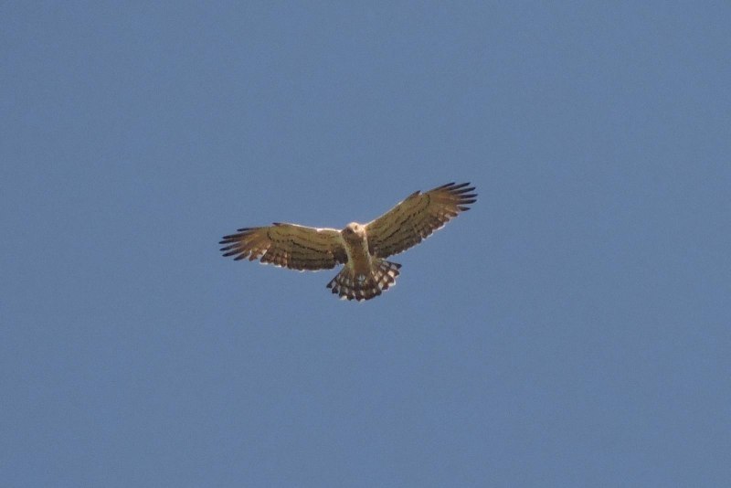 Circaetus Baudouin