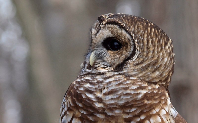 Eurasian Eagle Owl Prey