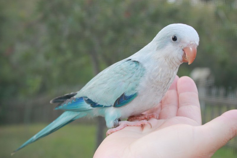 Myiopsitta monachus