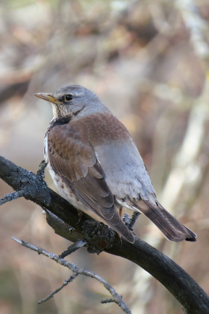 Turdus pilaris