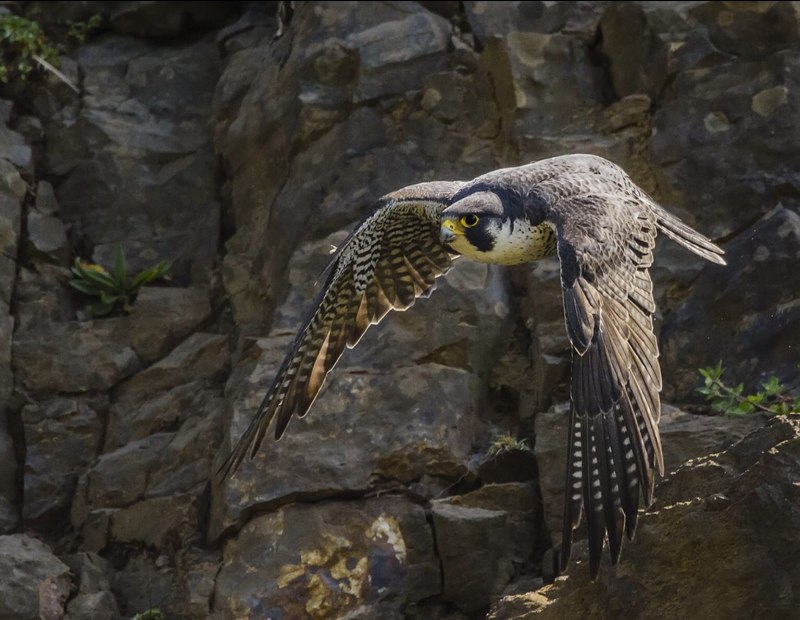 Хищные птицы Birds of Prey