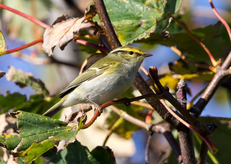 Phylloscopus sindianus