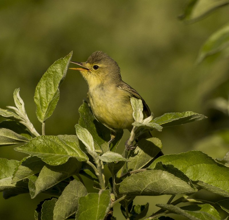 Пеночка-трещотка Phylloscopus sibilatrix
