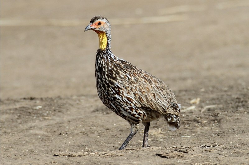 Капский Турач (Francolinus capensis)