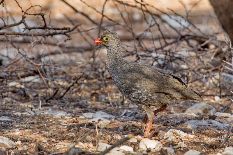 Coqui Francolin
