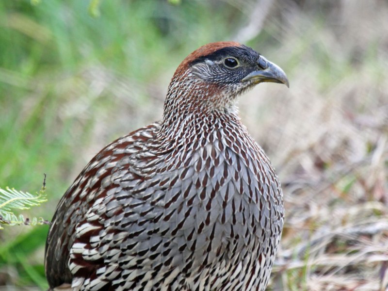 Red-necked Spurfowl
