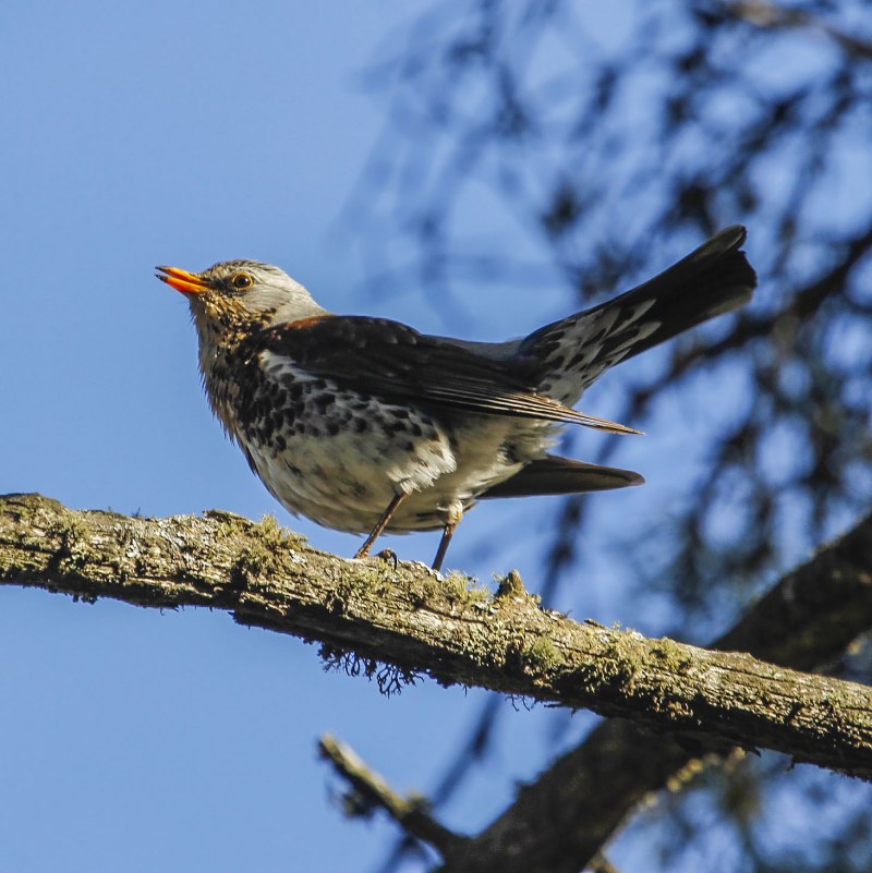 Рябинник (turdus pilaris