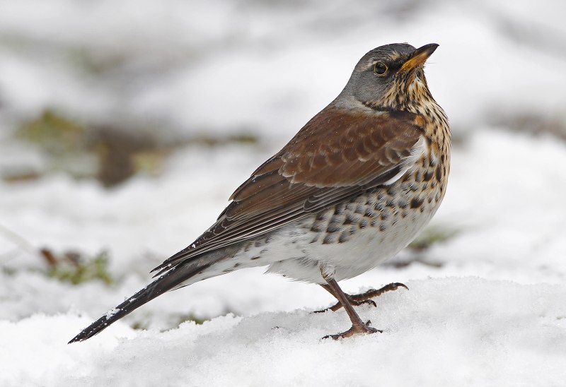 Дрозд-рябинник (turdus pilaris)