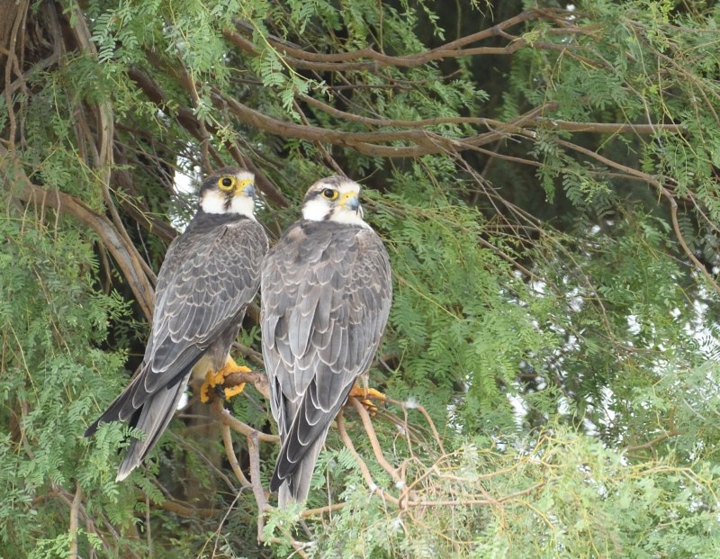 Falco mexicanus