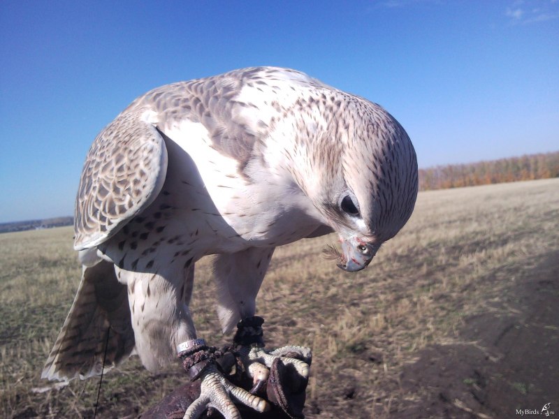 Пустынный Сокол Шахин Falco pelegrinoides