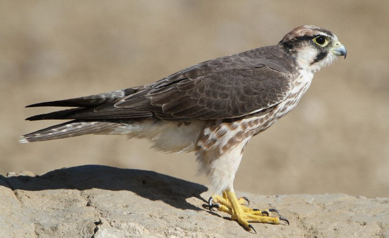 Сапсан Falco peregrinus
