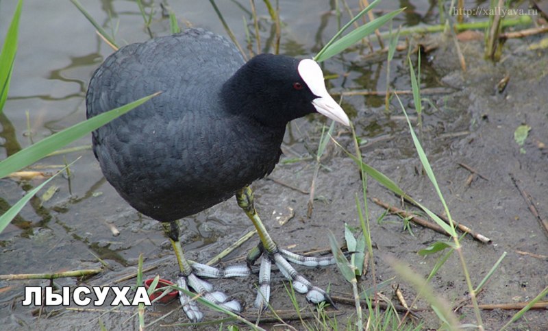 Титульный лист водоплавающие птица лысуха