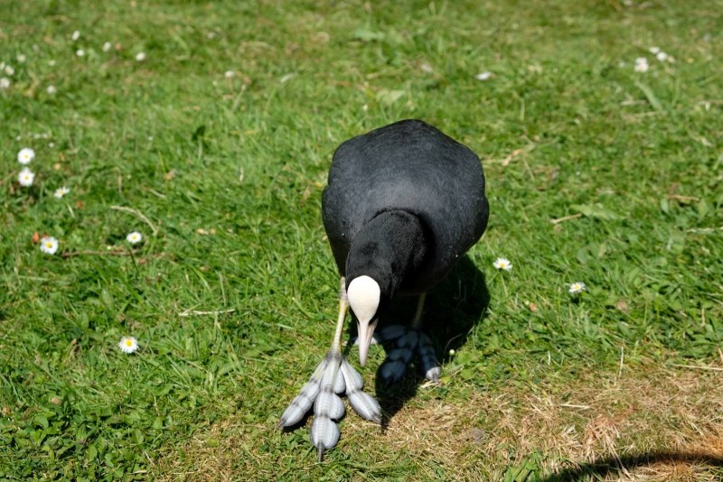 Лысуха Fulica atra