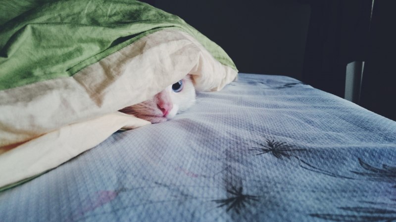 Неразлучники спят