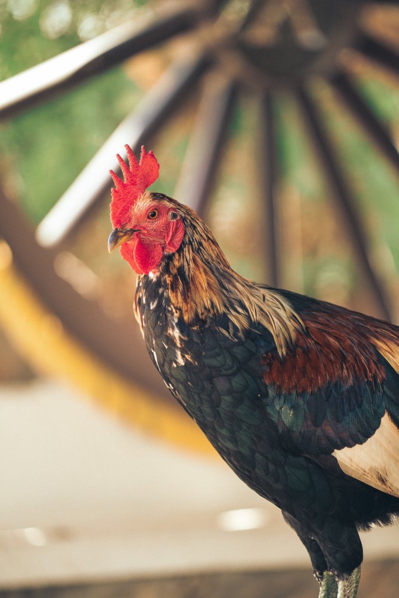 Куры Cochin Bantam
