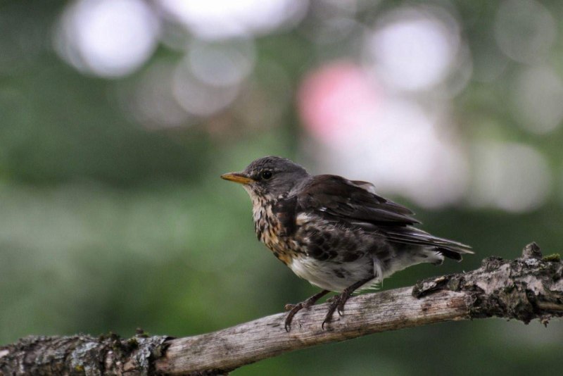 Дрозд-рябинник (turdus pilaris)