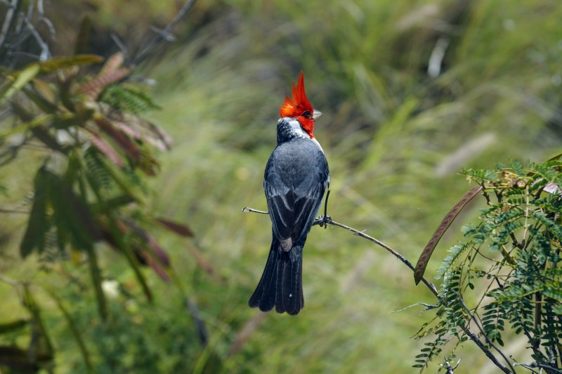 Red Winged Blackbird