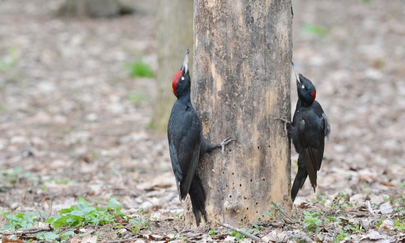 Black Birds with Red under throat