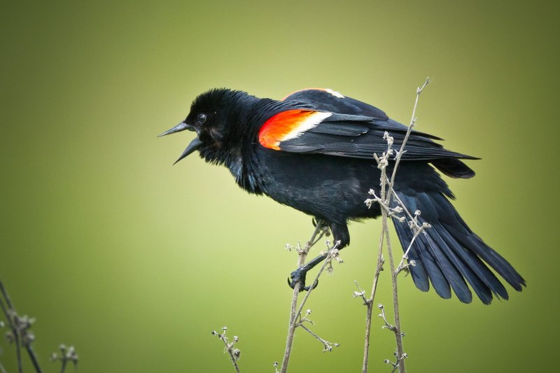 Redwing Blackbird