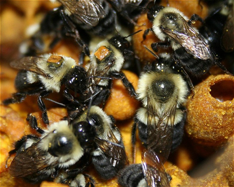 Степной Шмель Bombus fragrans