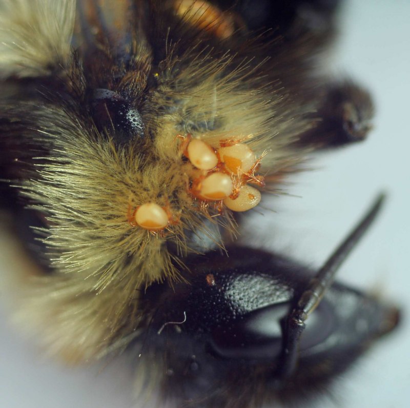 Bombus terrestris