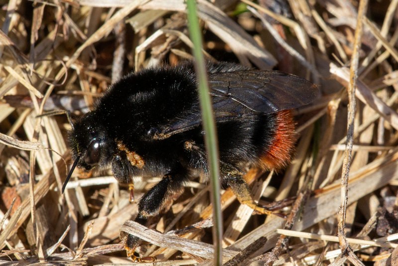 Bombus terrestris гнездо