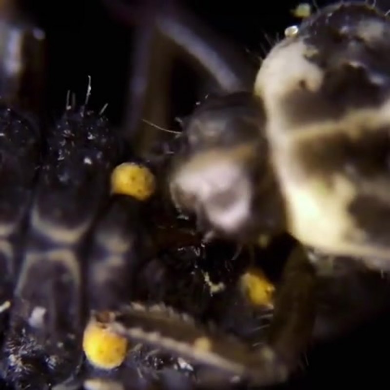 Bombus soroensis
