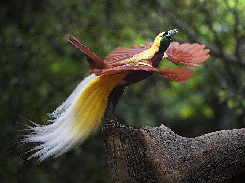 Paradisaea Rudolphi