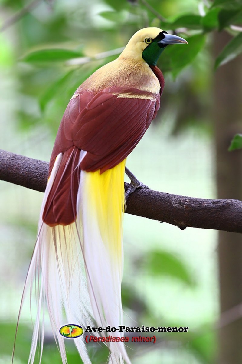 Paradisaea Guilielmi