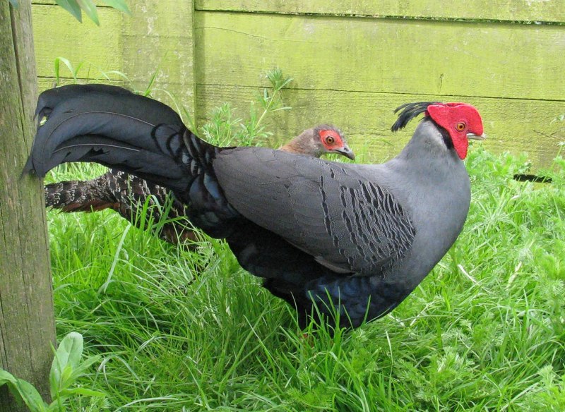 Siamese Fireback