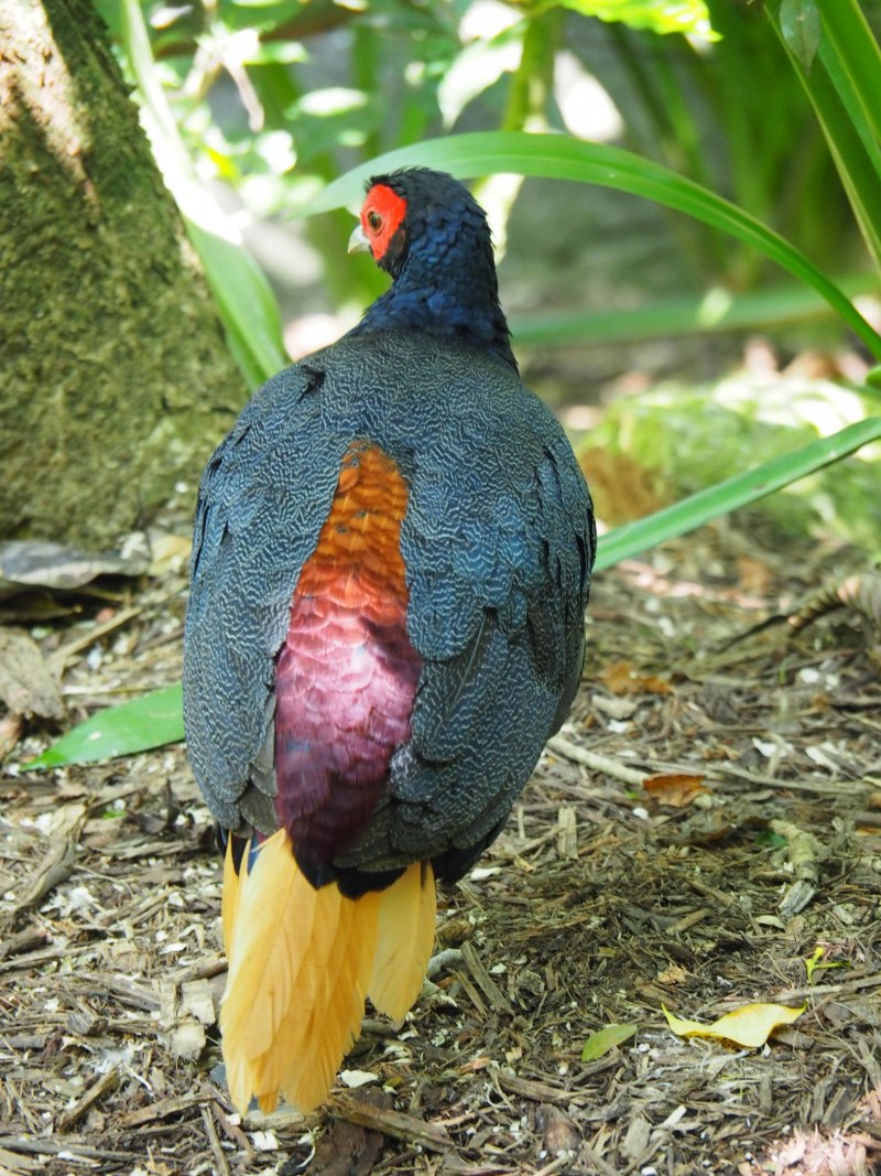 Lophura erythrophthalma