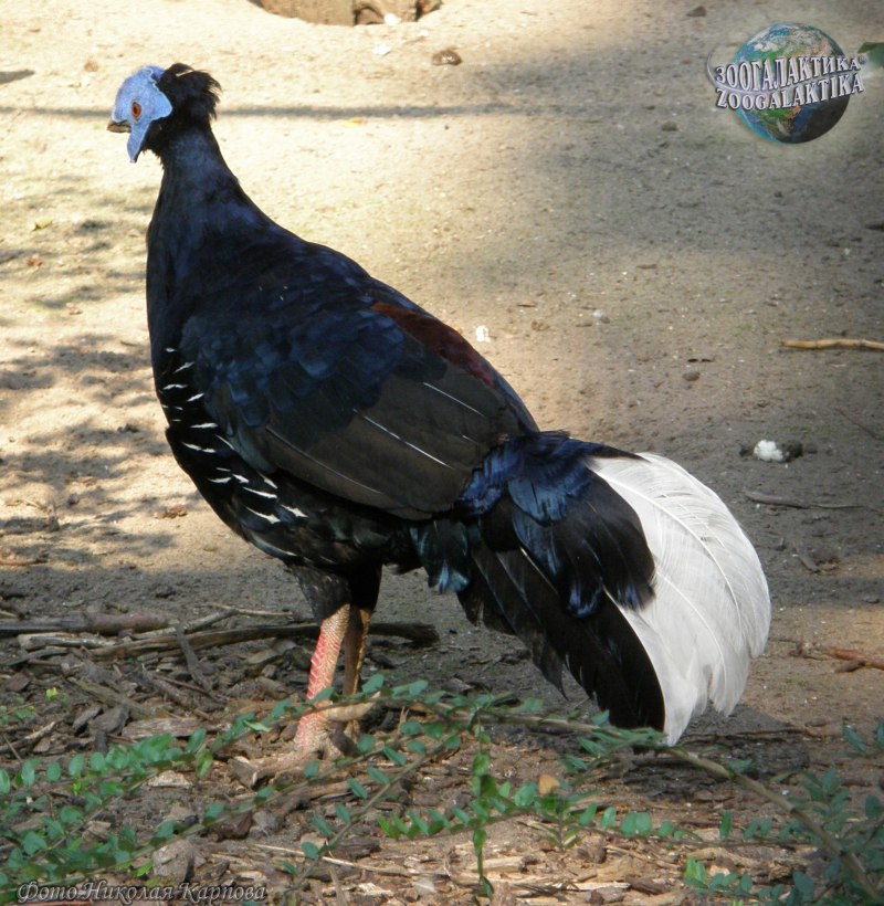 Lophura ignita Nobilis
