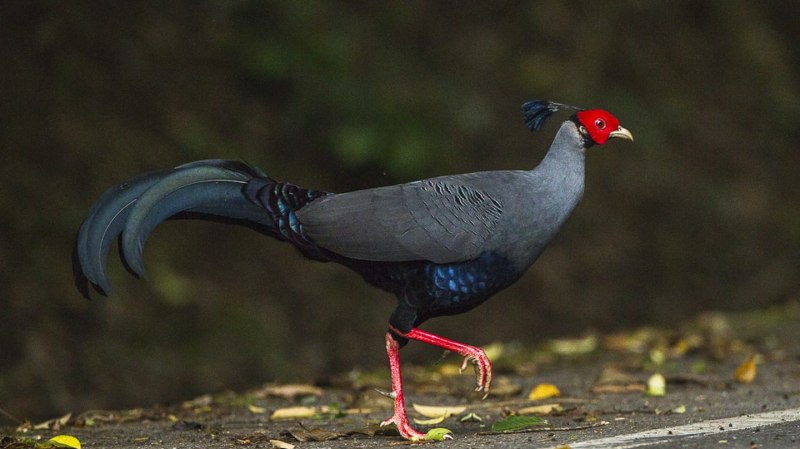 Сиамский фазан (Lophura diardi),